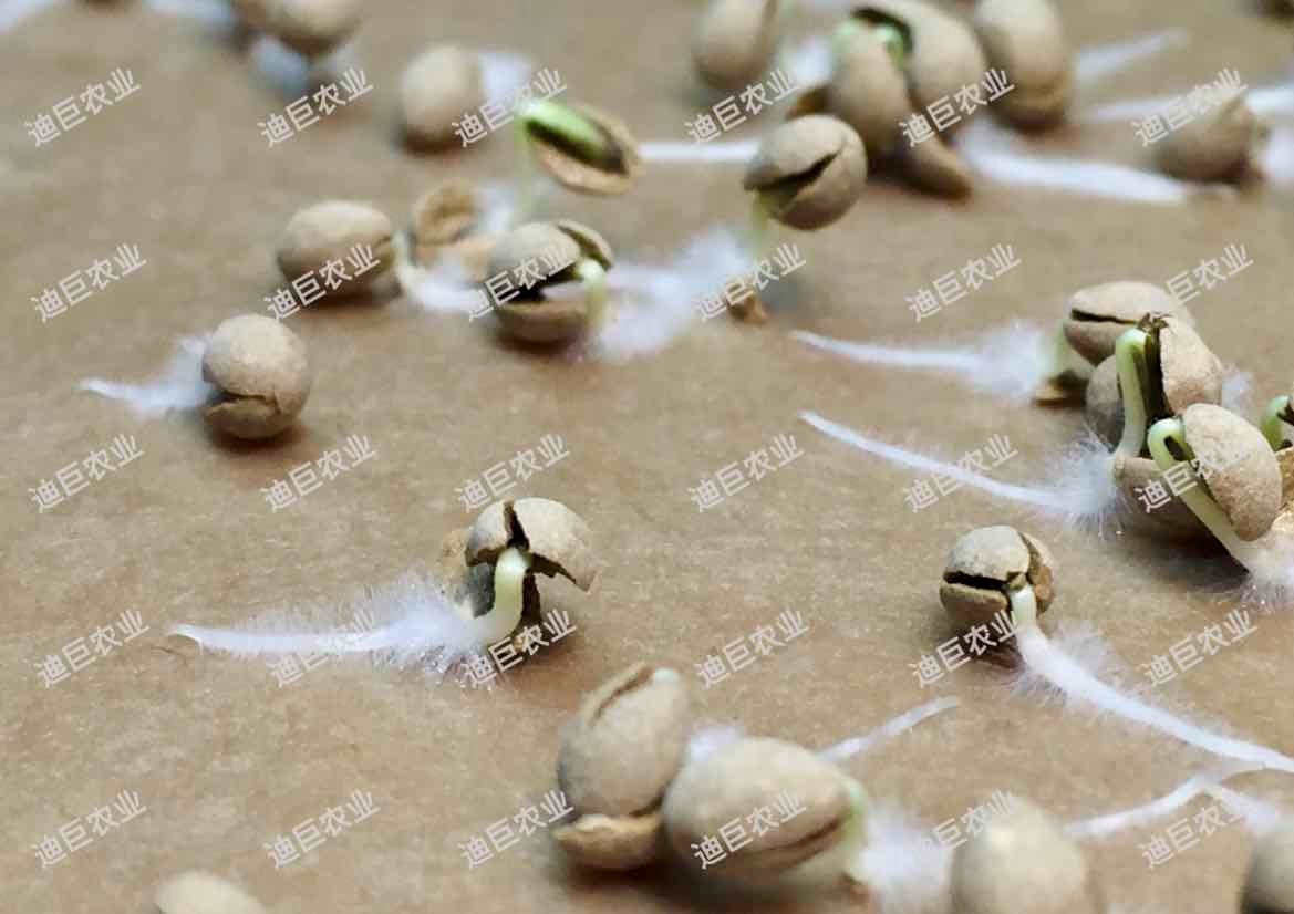 各类种子引发加工
